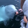 Cá voi trắng Beluga nhặt điện thoại rơi xuống biển ở Na Uy