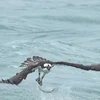 Ấn tượng cảnh chim ưng biển lặn xuống nước bắt cá 