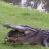 Hài hước cảnh cá sấu không nuốt nổi chú rùa