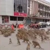 Hai đàn khỉ dàn trận đánh nhau giữa phố ở Thái Lan
