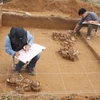 Cán bộ Bảo tàng Lịch sử Quốc gia và Bảo tàng Quốc gia Hàn Quốc xử lý hiện trường khai quật, năm 2012. (Ảnh: BTLSQG)