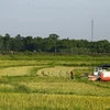 Người dân thu hoạch lúa trên cánh đồng xã Tràng Đà, Tuyên Quang. (Ảnh: Nam Sương/TTXVN)