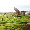 Bãi rêu Cổ Thạch ở xã Bình Thạnh, huyện Tuy Phong, một điểm nhấn của du lịch xanh tỉnh Bình Thuận. (Ảnh: Nguyễn Thanh/TTXVN) 