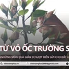 Những cành hoa, cánh thư vượt hàng trăm hải lý từ Trường Sa về đất liền