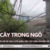 Long Biên: 3 cây đổ trong ngõ đè vào dây điện và làm gãy cột điện