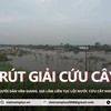 Người dân vùng trồng cây cảnh lớn nhất miền Bắc gấp rút "cứu cây" khi nước xuống