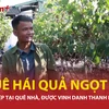 Kỹ sư 9X bỏ phố về quê khởi nghiệp, "hái quả ngọt" từ nho Hạ Đen