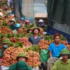 Nhiều nông sản của Việt Nam sẽ được bảo hộ Chỉ dẫn địa lý khi hiệp định EVFTA có hiệu lực. (Ảnh: PV/Vietnam+))