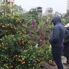 Chợ hoa cây cảnh trên đường Hoàng Hoa Thám trong dịp Tết Nguyên đán. (Ảnh: Đức Duy/Vietnam+