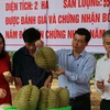 Quảng bá sản phẩm sầu riêng của Krông Pắc, Đắk Lắk. (Ảnh: TTXVN)
