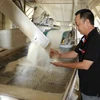 Kiểm tra chất lượng gạo trước khi sản xuất và đóng gói. (Ảnh: TTXVN)