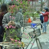 [Photo] Chợ hoa đào "mua vội, bán cố" chiều 30 Tết ở Hà Nội