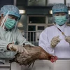 Hong Kong xác nhận ca nhiễm cúm gia cầm H7N9 thứ 2
