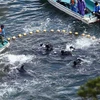 Phản bác ý kiến con gái Kenedy về tục săn cá voi ở Nhật 