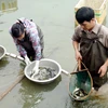Hà Nội: Thông tin thủy sản nhiễm kim loại là không chính xác