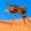 Bệnh Chikungunya lây lan nhanh tại Trung Mỹ và Caribbean