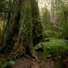 UNESCO bác đề xuất đưa rừng Tasmania ra khỏi danh sách bảo tồn