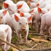 Phát hiện trường hợp cúm lợn châu Phi đầu tiên tại Ba Lan