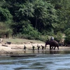[Photo] Bản Đôn - vùng đất huyền thoại của voi rừng