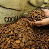 Thị trường cacao khởi sắc bất chấp đà giảm của giá đường và càphê