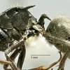 Phát hiện loài kiến lạ có nhiều gai lớn như sừng tại Australia