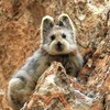[Photo] Xuất hiện loài thỏ Ili pika có vẻ ngoài giống gấu Teddy