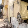 [Photo] Những chú khỉ "vô gia cư" còn sót lại sau động đất ở Nepal