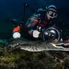 [Photo] Nhiếp ảnh gia nhảy xuống "động cá sấu" để tác nghiệp