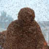 [Photo] Phá kỷ lục Guinness với hàng triệu con ong trên người