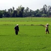 Hà Nội xây dựng thêm 17 điểm sản xuất lúa hàng hóa chất lượng cao