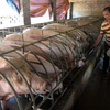 Hộ nông dân ở Thanh Hóa thu lãi 200 triệu đồng mỗi năm từ nuôi lợn. (Ảnh: Vũ Sinh/TTXVN)