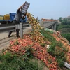 [Photo] Nông dân Trung Quốc đổ đào chín xuống đường vì ế