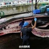 [Photo] Cận cảnh màn xẻ thịt cá voi "bị chỉ trích" của Nhật Bản
