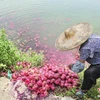 [Photo] Nông dân Trung Quốc đổ thanh long xuống ao nuôi cá vì ế