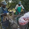 [Photo] Khám phá xưởng chuyên nhồi xác động vật ở châu Phi