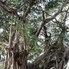 Cây đa cổ thụ hơn 100 tuổi được công nhận là cây Di sản Việt Nam