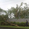 Cây đổ do bão Winston tại thủ đô Suva ngày 22/2. (Nguồn: THX/TTXVN) 