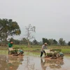 Nông dân Lào làm việc trên cánh đồng. (Nguồn: Vientiane Times)