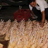 Kiểm tra an toàn vệ sinh thực phẩm tại cơ sở giết mổ gia cầm Thanh Hà, thị trấn Gò Dầu, huyện Gò Dầu. (Ảnh: Lê Đức Hoảnh/TTXVN)