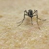 Muỗi Aedes Aegypti, vật trung gian lây truyền virus Zika, trong phòng thí nghiệm tại một trung tâm nghiên cứu y học ở Cali, Colombia ngày 25/1. (Nguồn: AFP/TTXVN)