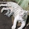 Hổ Bengal trắng quý hiếm được nhân giống thành công tại Thảo Cầm Viên Sài Gòn năm 2015. (Nguồn: TTXVN)
