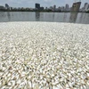 [Photo] Hơn 5 giờ đồng hồ thu dọn hơn 20 tấn cá chết