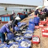 Các thương lái bắt đầu thu mua hải sản trở lại. (Ảnh: Thanh Thủy/TTXVN)