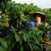 Nông dân xã Phúc Hòa, huyện Tân Yên, Bắc Giang đang thu hoạch vải sớm. (Ảnh: Dương Trí/TTXVN)