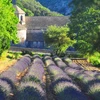 Ngoại ô Gordes, vùng Provence, Pháp. (Ảnh: Trương Anh Ngọc/Vietnam+)