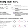 [Infographics] "Siêu vi khuẩn" MCR-1 kháng mọi loại kháng sinh