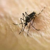 Muỗi Aedes Aegypty vật trung gian chính truyền virus Zika. (Nguồn: AFP/TTXVN)