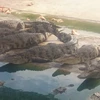 Cá sấu đủ trọng lượng xuất bán nhưng vẫn được gia đình bà Nguyễn Thị Hương (ấp 1, xã Phú Ngọc, huyện Định Quán) giữ lại nuôi chờ tăng giá. (Ảnh: Sỹ Tuyên/TTXVN)