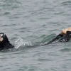 Một người phụ nữ trong bộ đồ bơi burkini ở miền Nam nước Pháp. (Nguồn: Reuters)