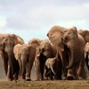 Đàn voi châu Phi tại Công viên Quốc gia Addo Elephant, cách ngoại ô Port Elizabeth khoảng 60km. (Nguồn: AFP/TTXVN)